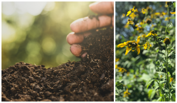 Compost and Flower